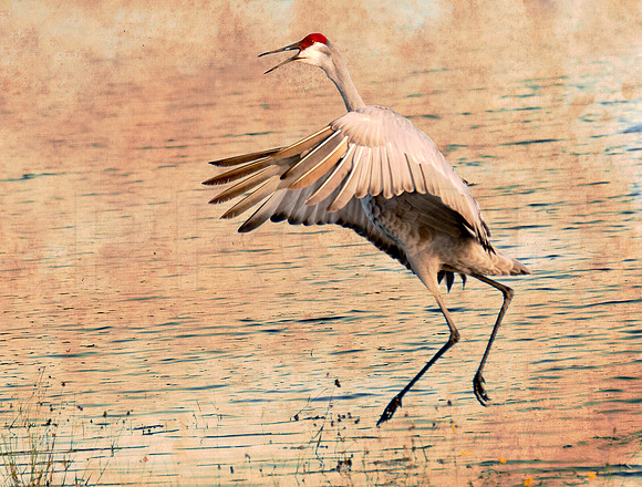 Sandhill Crane