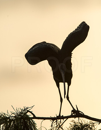 Silhouette