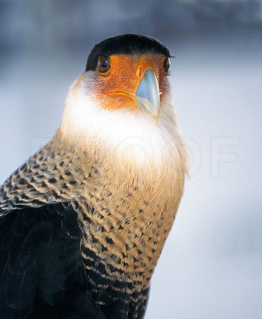 Caracara