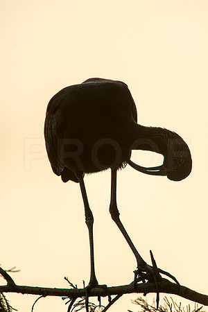 Silhouette