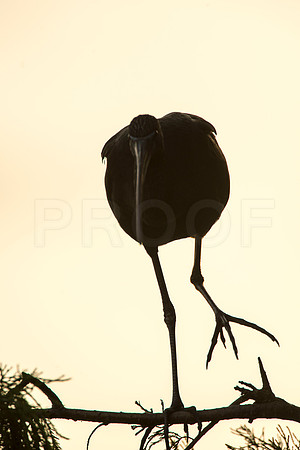 Silhouette