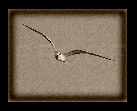 Flight II