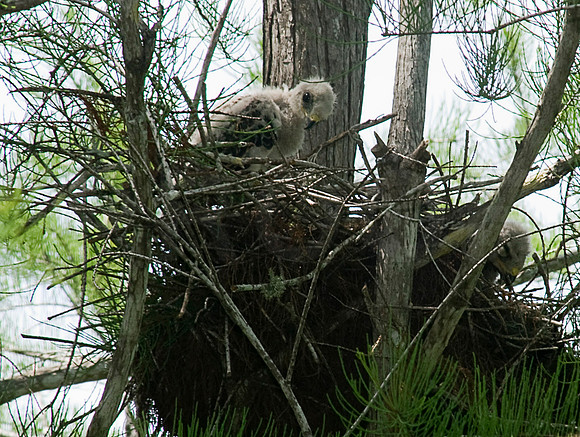 Red Shoulder Hawk Chicks