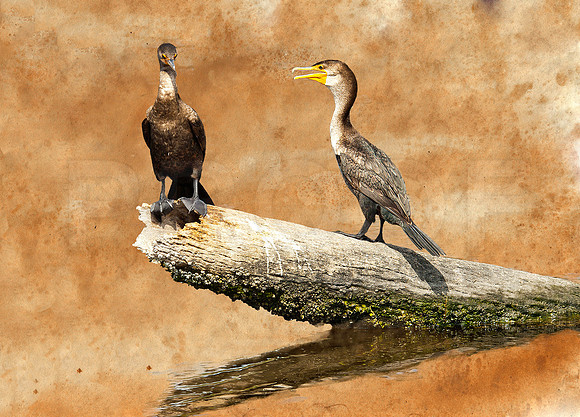 Conversation