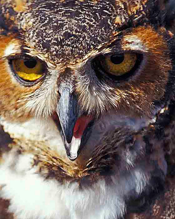 Owl II