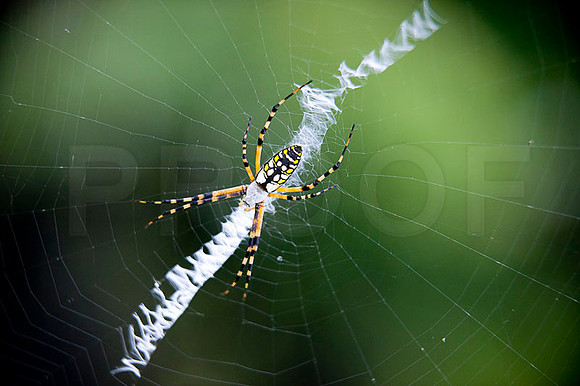 Orb Weaver