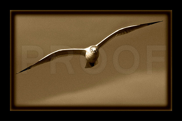 Flight