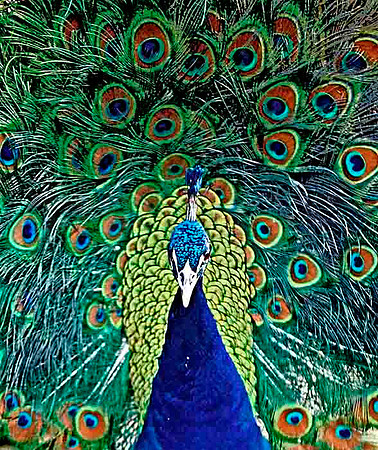 Display