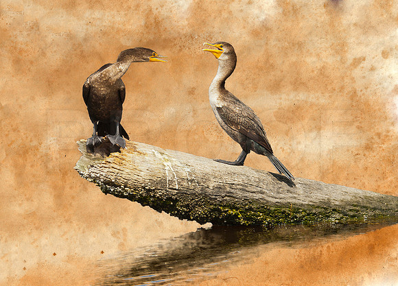 Conversation