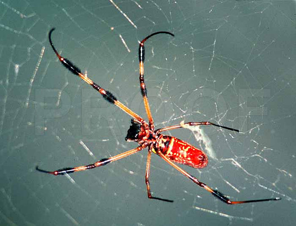 Banana Spider