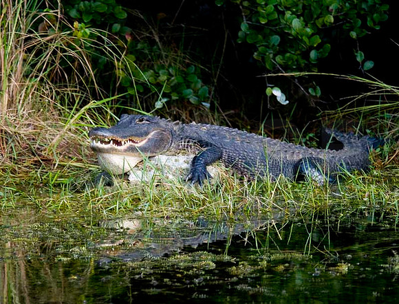 Aligator