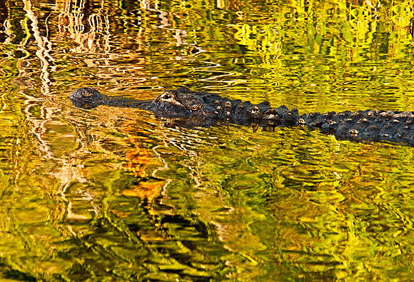 Aligator Sunrise