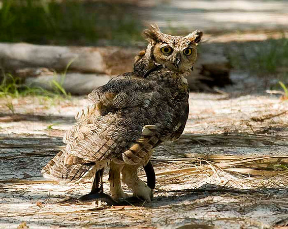 Owl and Snake II