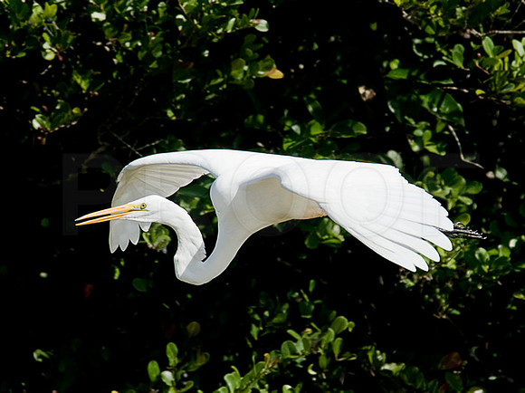 Snowy Egret