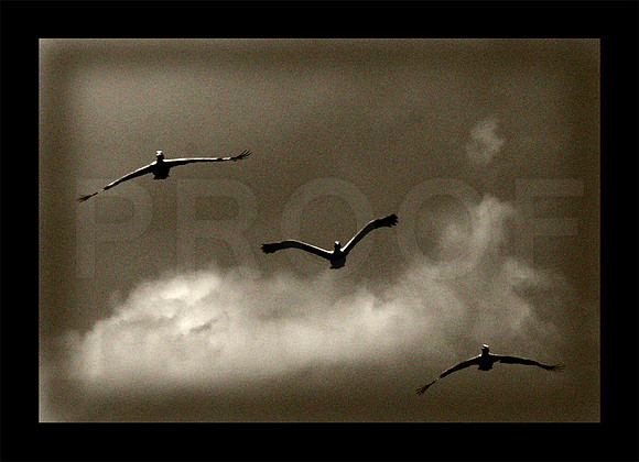 Three Gulls