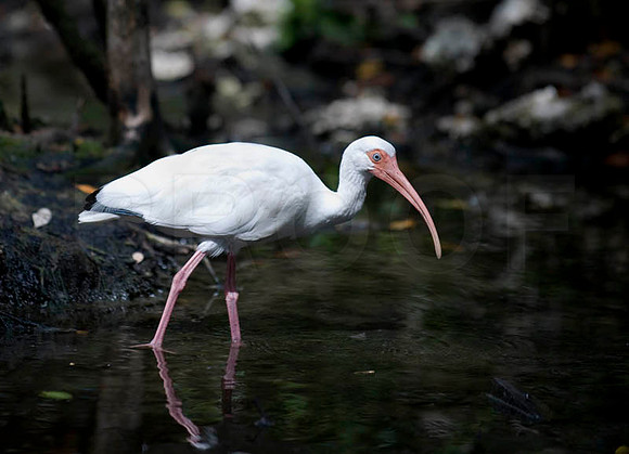 Ibis