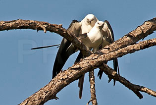 Swallow Tail Kites