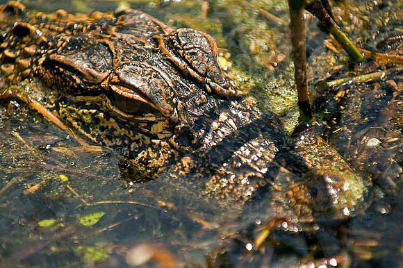 Aligator