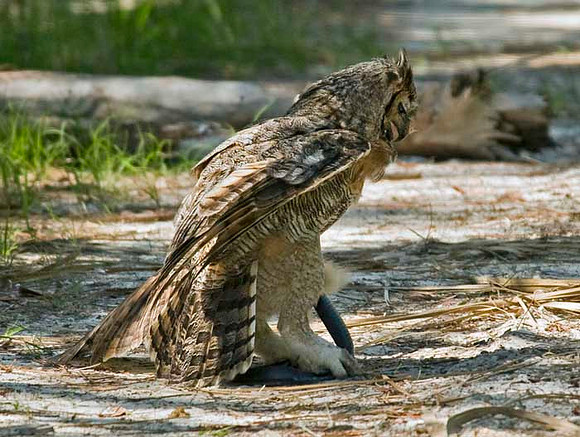 Owl and Snake