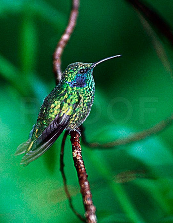Hummingbird
