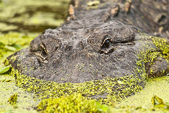 Aligator Eyes
