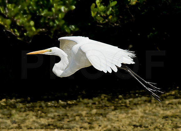 Snowy Egret II