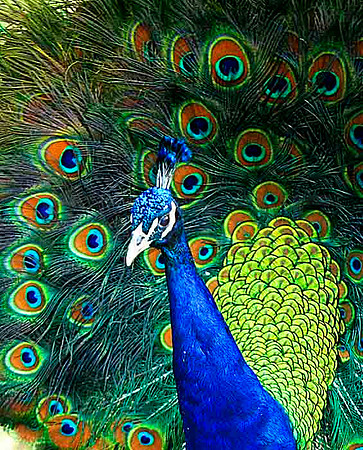 Display II