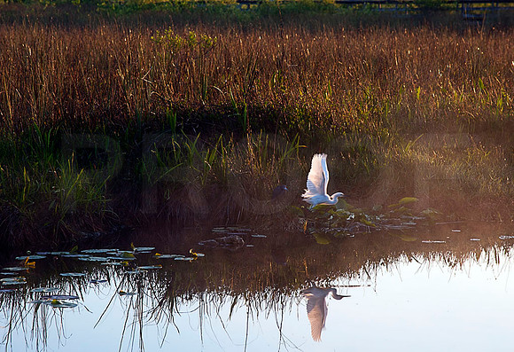 Anhinga Trail Sunrise III