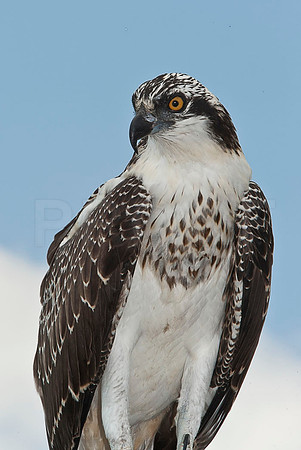 Osprey